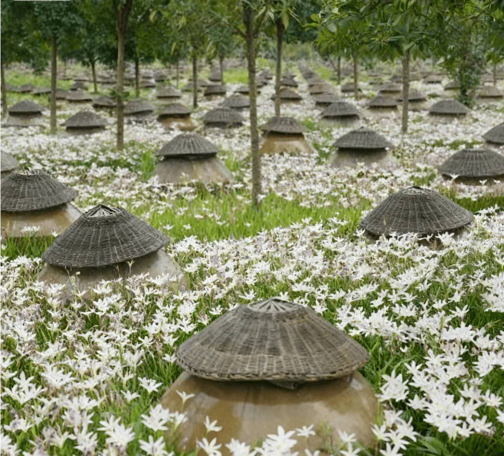 qianhe cellar vinegar brewing pottery jar