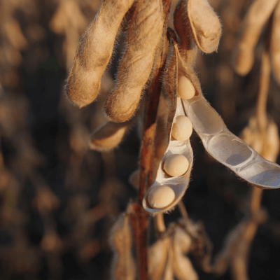 soybean