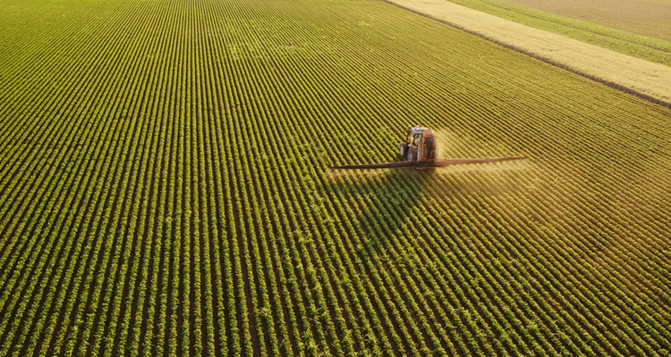 soybean11