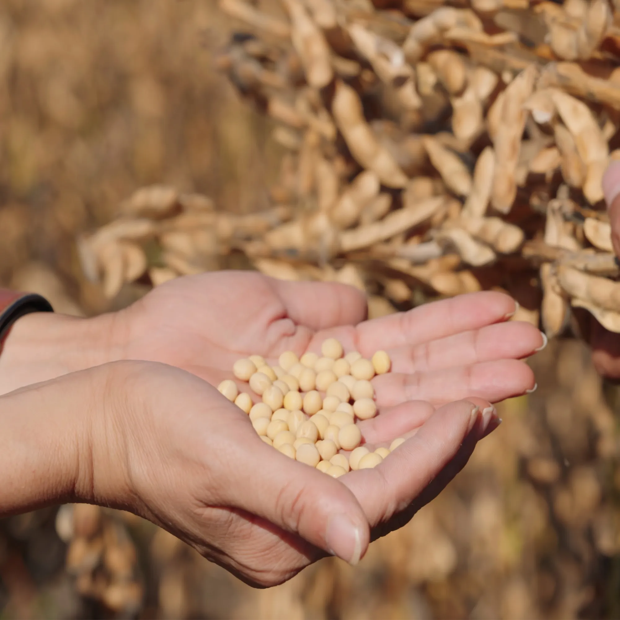 Soybeans