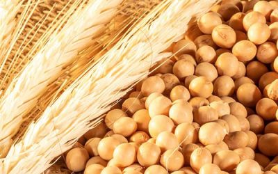 Soybeans-and-wheat