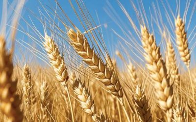 wheat